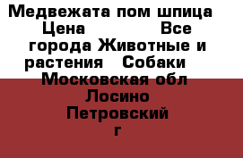 Медвежата пом шпица › Цена ­ 40 000 - Все города Животные и растения » Собаки   . Московская обл.,Лосино-Петровский г.